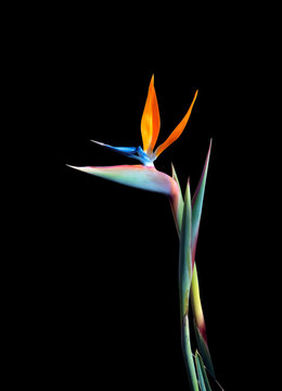 bird of paradise flower long stem isolated on a black background