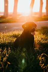 portrait of beautiful black labrador dog sitting at sunset outdoors. Happy dog