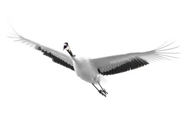 red crowned crane flying in the white sky - 322203038