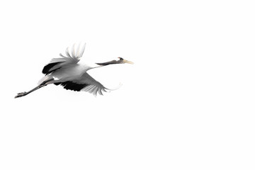 red crowned crane flying in the white sky