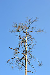 vintage abandoned dry tree with many brenches isolated on blue sky in sunny day, stress environment