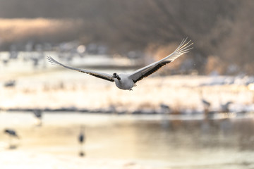 group of red crowned crane flying over the golden river during sunrise