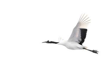 group of red crowned crane flying in the white sky