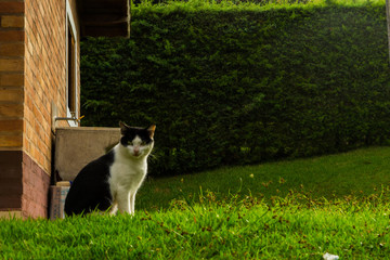 cat on grass