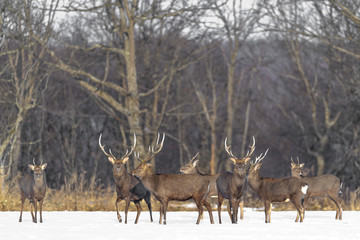 herd of japanese sika deer male in a snowy field