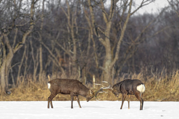 Naklejka premium Japanese sika deer male fighting in a snowy field