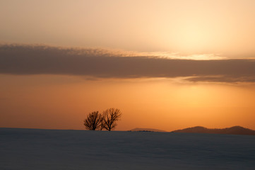 Fototapeta na wymiar 冬の夕暮れの丘に立つ冬木立　美瑛町