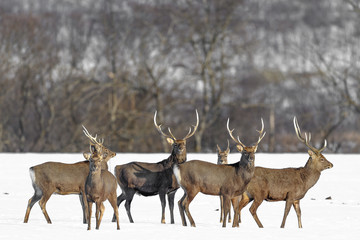 herd of japanese sika deer male in a snowy field