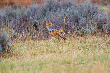 Black Backed Jackal South Africa