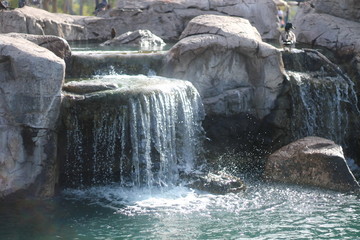 duck on waterfall
