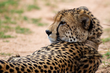 Cheetah, South Africa