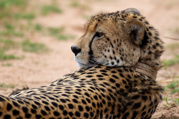 Cheetah, South Africa