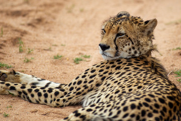 Cheetah, South Africa
