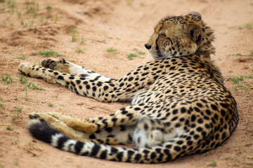 Cheetah, South Africa