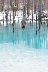 氷が溶けた春の湖　美瑛町青い池
