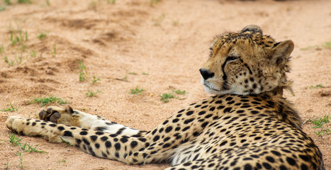 Cheetah, South Africa