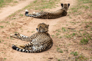 Cheetah, South Africa