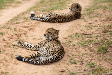 Cheetah, South Africa