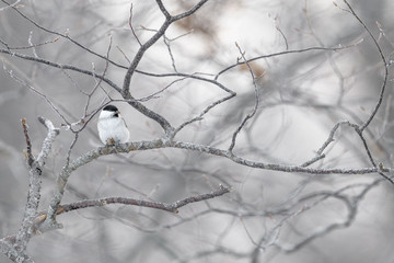 Hokkaido Marsh Tit on a frozen branch