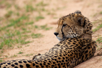 Cheetah, South Africa