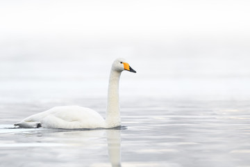 Obraz premium whooper swan in a white fog background portrait