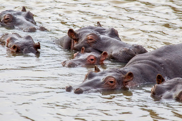 Hippopotamus South Africa