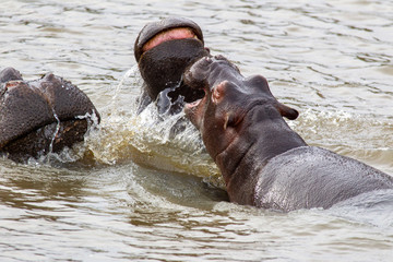 Hippopotamus South Africa