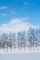 冬のシラカバ並木