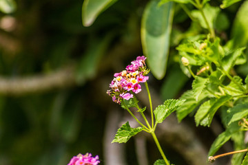 flor