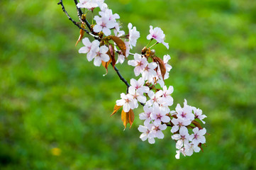 満開のサクラの花