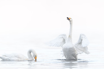 two whooper swan lovers dancing  in a white fog background portrait