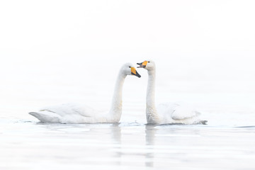 Naklejka na ściany i meble two whooper swan lovers dancing in a white fog background portrait