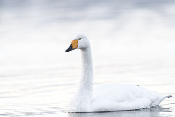whooper swan in a white fog background portrait