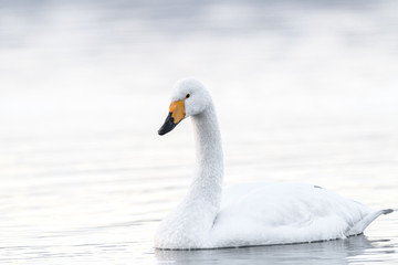 whooper swan in a white fog background portrait