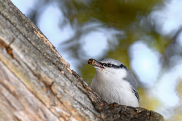 Japanese Eurasian nuthatch