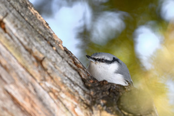 Japanese Eurasian nuthatch