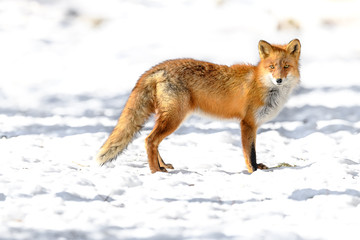 Fototapeta premium portrait of a Japanese red fox in the snow