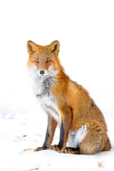 portrait of a Japanese red fox in the snow - 322207651