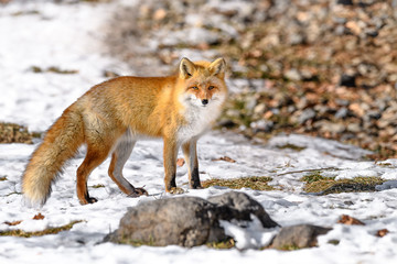 portrait of a Japanese red fox in the snow