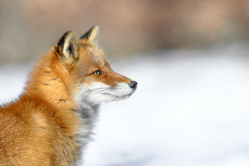 Naklejka na ściany i meble portrait of a Japanese red fox in the snow