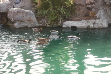 ducks in pond