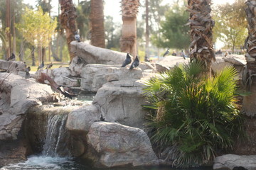 birds on waterfall