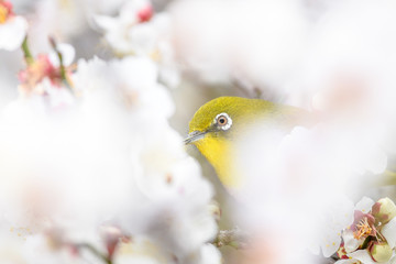 portrait of a japanese zosterops white-eye in blooming plum tree