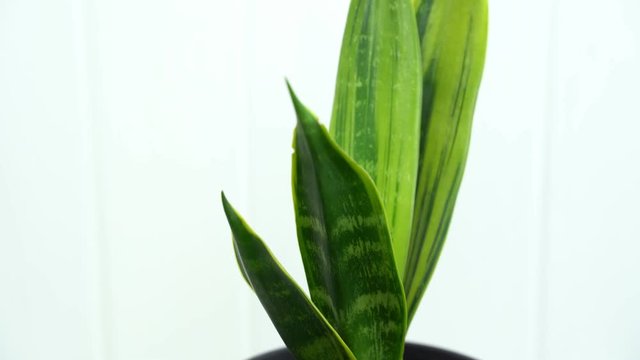 Sansevieria home plant on the bedside table