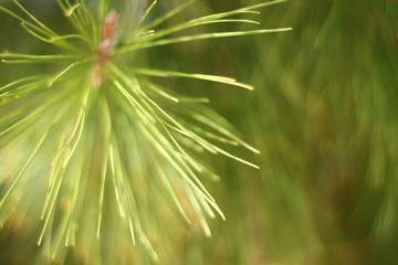 tree needles