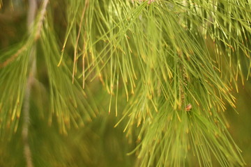 tree needles