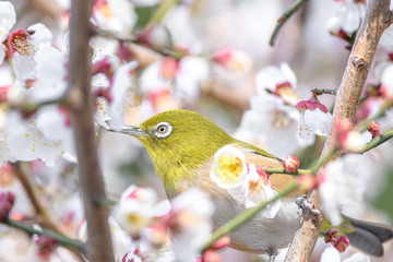portrait of a japanese zosterops white-eye in blooming plum tree