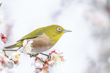 portrait of a japanese zosterops white-eye in blooming plum tree