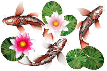 Koi-Karpfen, traditioneller bunter japanischer Fisch detaillierter Vektor © Svitlana Belinska