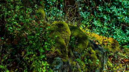 West Virginia Forest